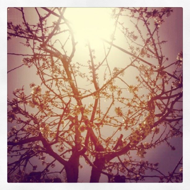 nature  sun trees