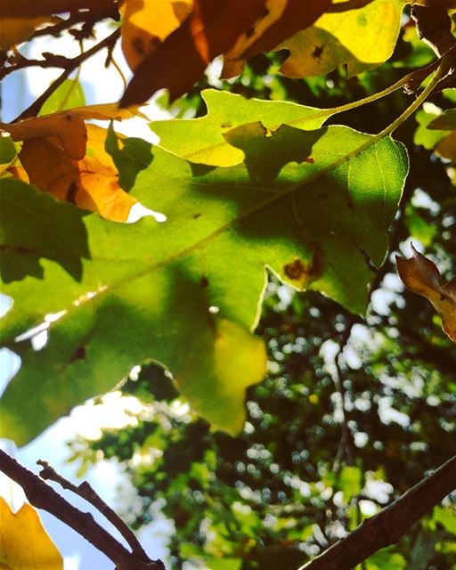  nature  tree  leave  leaves  colors  green  yellow  brown  autumn  season...