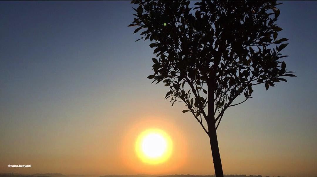  nature tree sun sky south lebanon tyre livelovelebanon instalebanon... (Soûr, Al Janub, Lebanon)