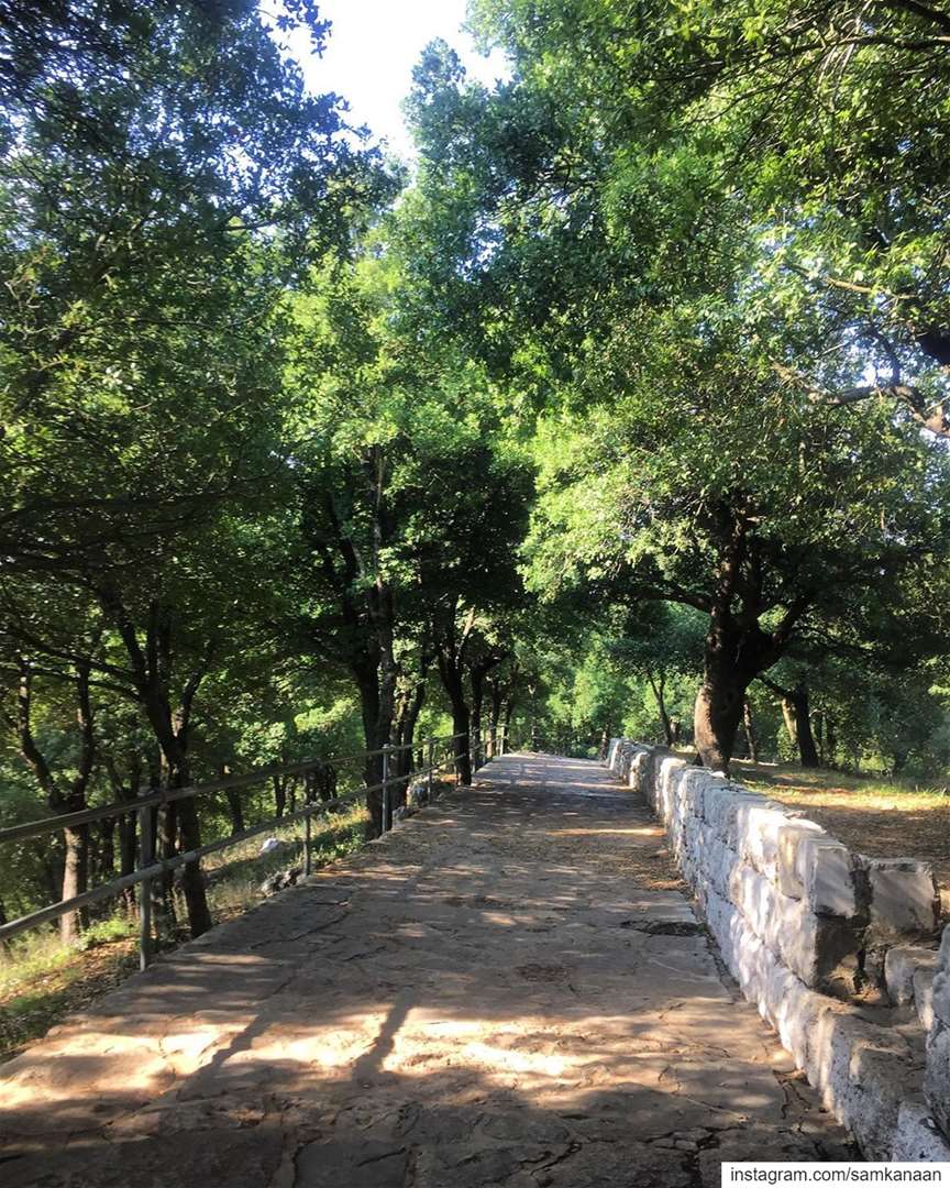 ... nature  trees  outdoors  road  path   serenity  calm  peaceful ... (Annaya Ermitage - محبسة عنّايا)