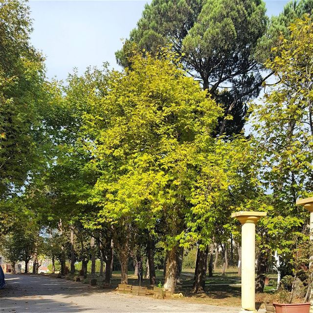  nature trees sport  calm outside photo photooftheday instaphoto... (Aley)