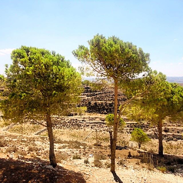 nature trees