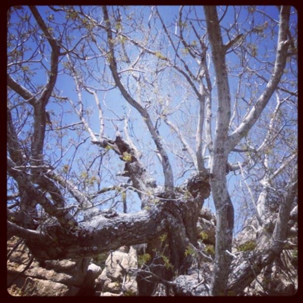 nature trees