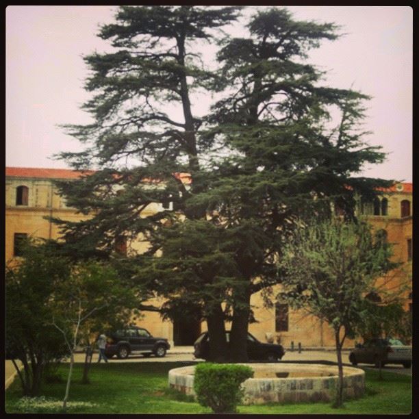 nature trees