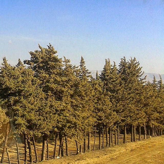 nature treescollection trees (Mrayjet Shtaura)