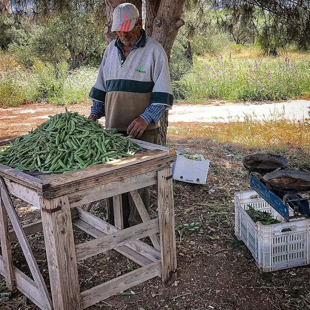  nature  views  green  bekaa  farmer  production  lebanese  food  pea ...