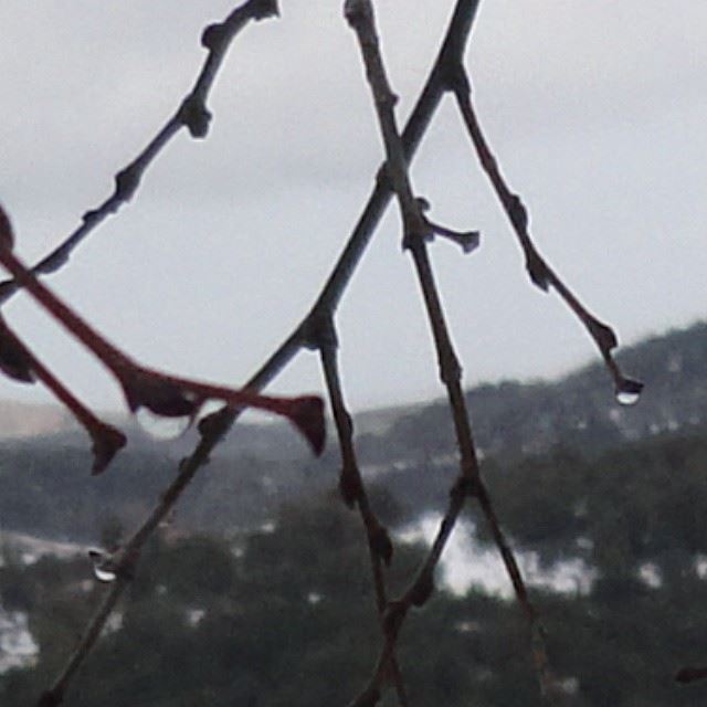 nature water drop branches winter