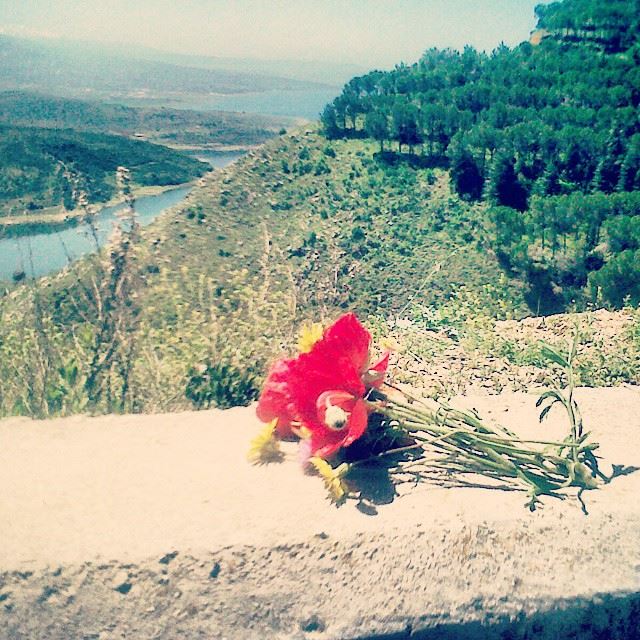  nature water flowers wildflowers red yellow colors beautiful lovely...