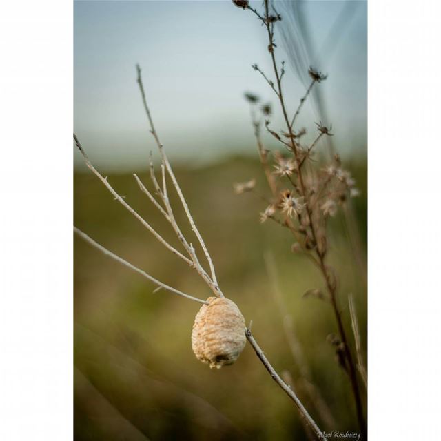  nature  wilderness  earth  wildlife  wildlifephotography  sun  spring ...