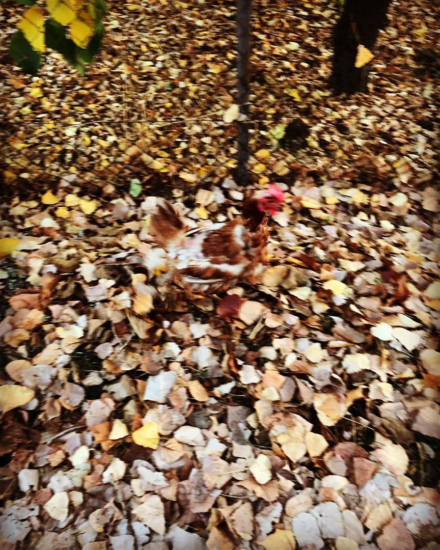  nature  winter  autumn  dead  leaves  animal  chicken  run  cold  weather... (Faraya)