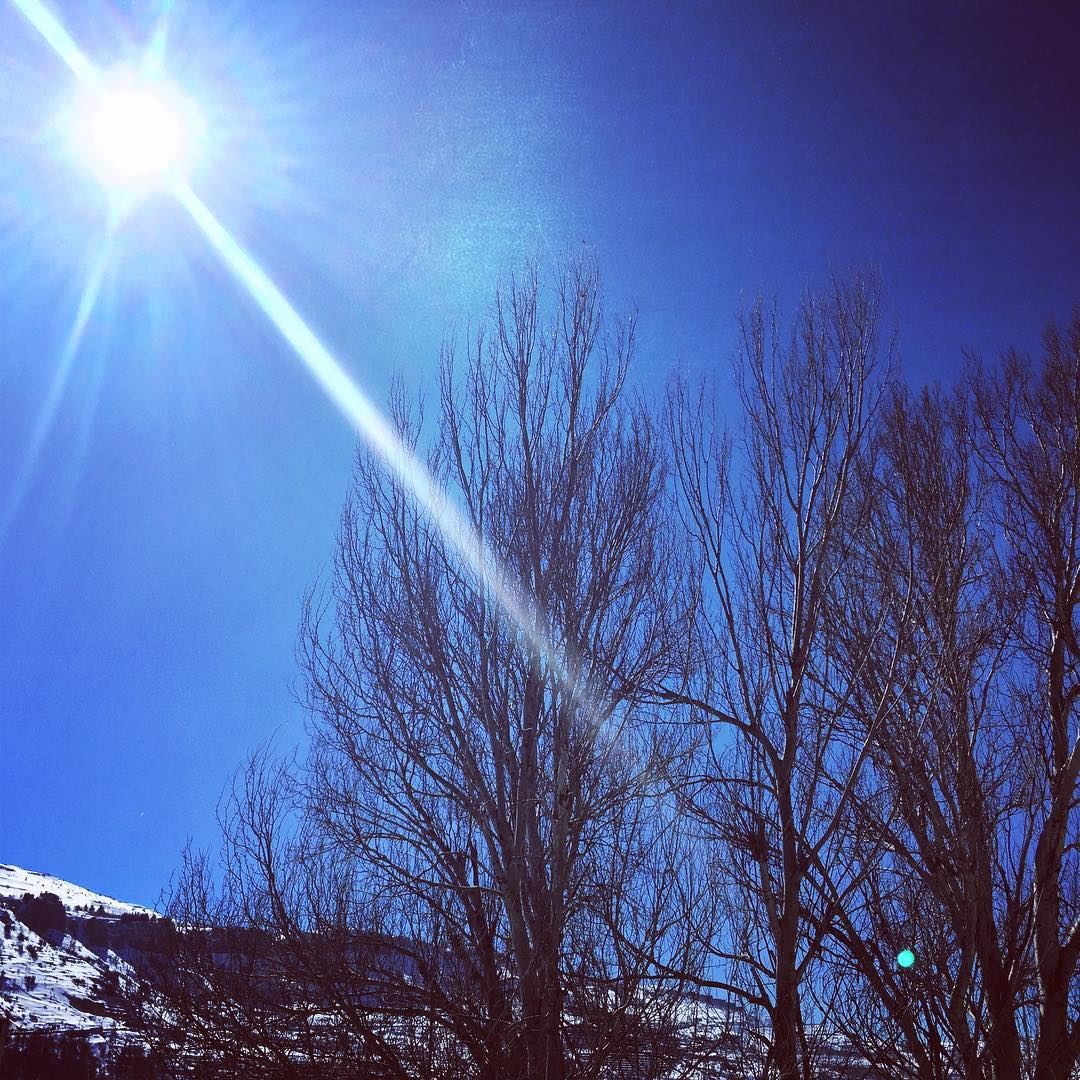  nature  winter  cold weather  sunny  day  blue  sky  naked  trees  white ... (Faraya, Mont-Liban, Lebanon)
