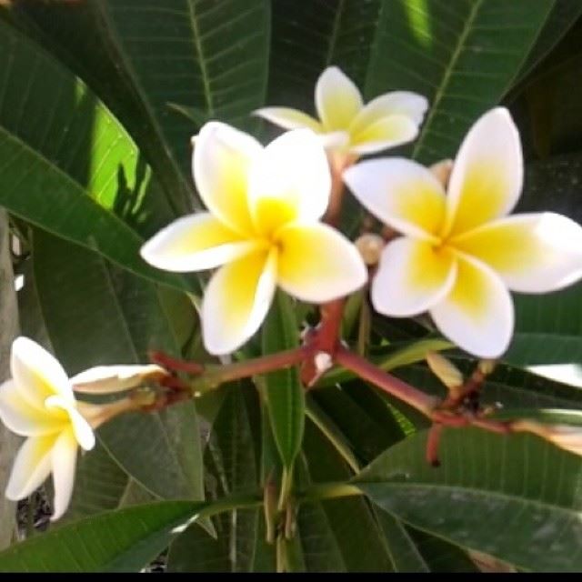 nature yellow flowers fleurs