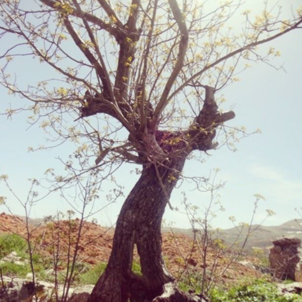nature