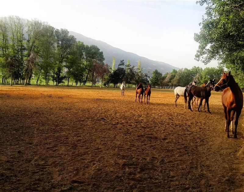  nature_beauty  lebanon  horsebackriding  horses  visitlebanon  trees  ...