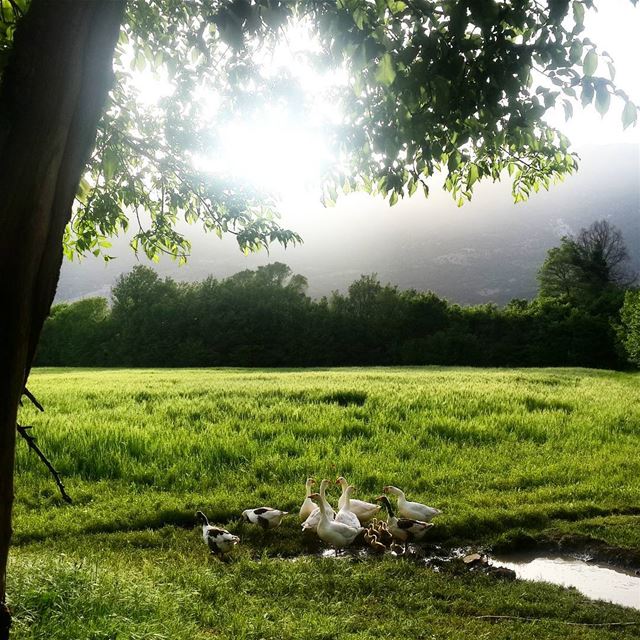  nature_beauty  lebanon  livelovebekaa  ammiq  lake  geese ...