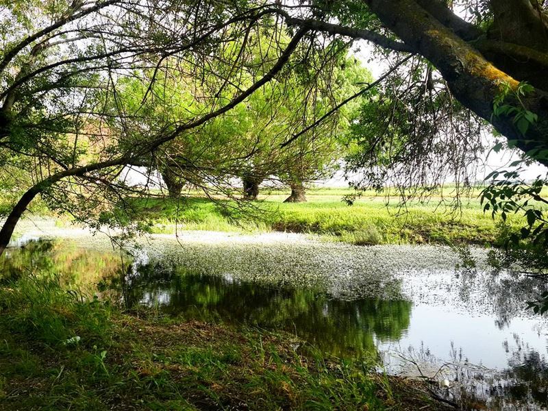  nature_beauty  lebanon  livelovebekaa  ammiq  lake  wetland ...