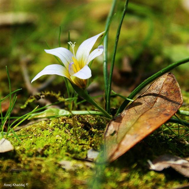  nature_seekers  photooftheday  picoftheday  bestnatureshot  macro_secrets...