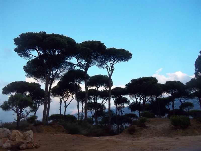  naturebeauty  pine  forest  nature  sky  blue  bluelove  jezzine ... (Jezzîne, Al Janub, Lebanon)