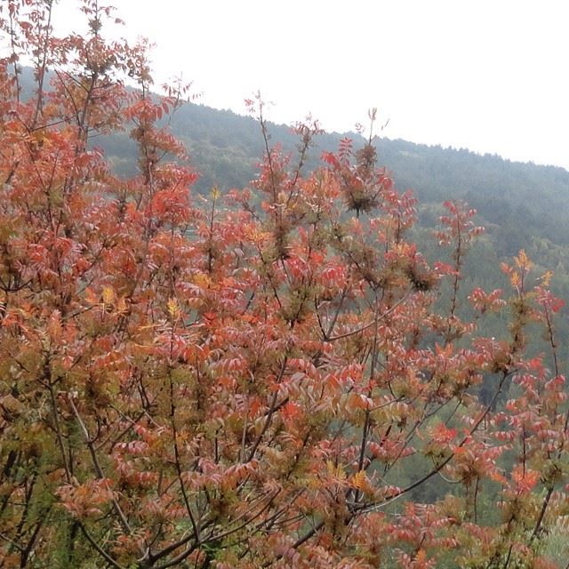 naturecoloured colorful plantsnatureoflebanon mountain trees springmoments spring