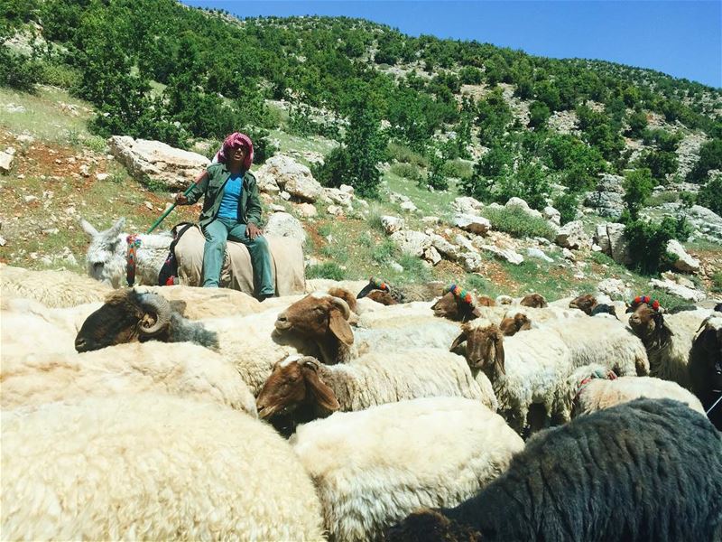 Natureland 🌳🐑 mytinyatlas igerslebanon vsco vscocam instalebanon... (Beqaa Governorate)