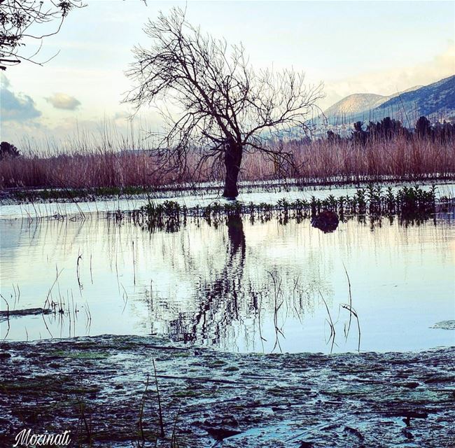  naturelove naturephotography naturelovers trees lake lakes lebanon_hdr... (`Ammiq, Béqaa, Lebanon)