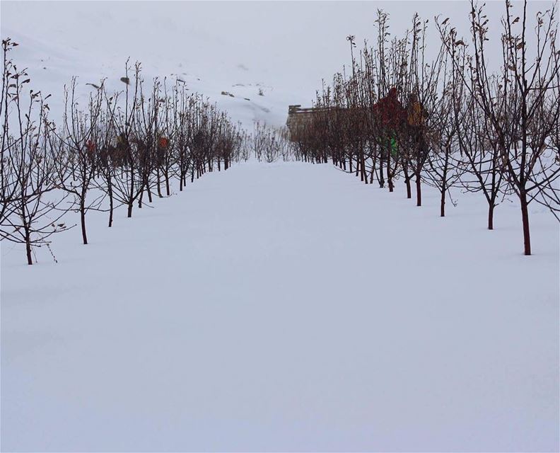  naturelover  natureaddict  trees  winterfashion  winterwonderland ... (Falougha, Mont-Liban, Lebanon)