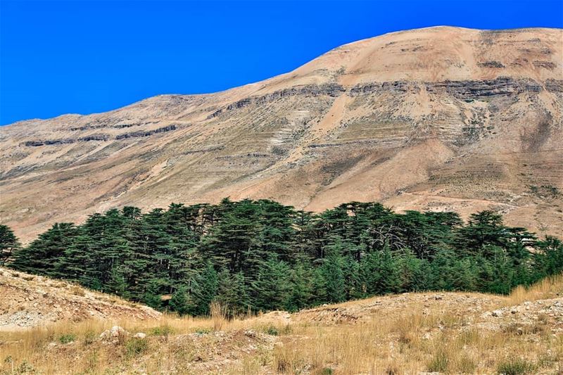  naturelover naturewonders  lebanon annaharnewspaper  lebanonisbeautiful ... (Cedars of God)