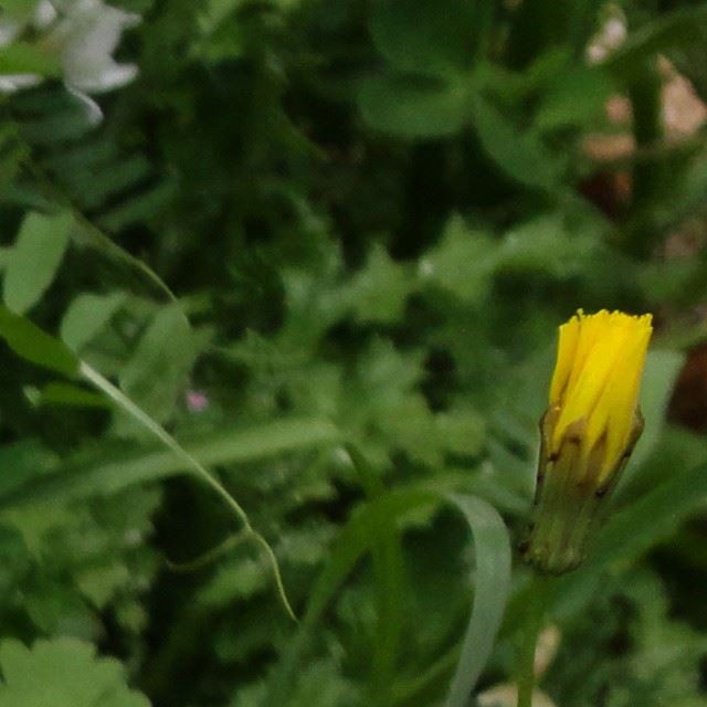 naturelovers fleurs flowers