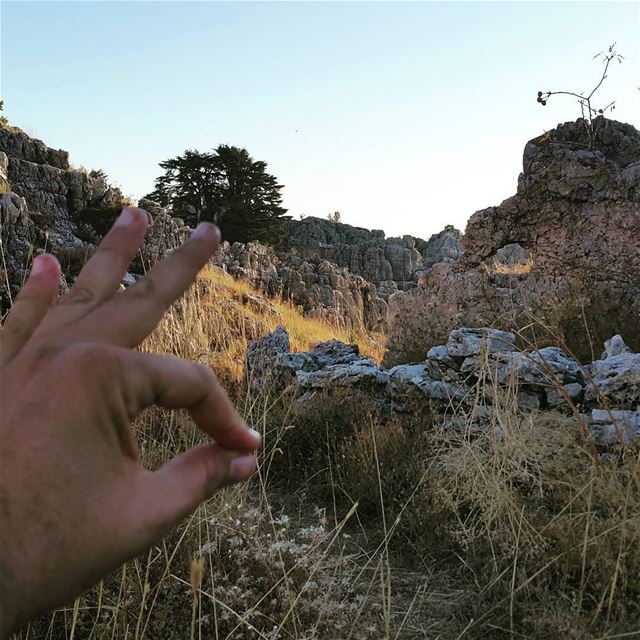 👌👌👌  naturelovers  gowild  forest  hikingtrails  trailslife  hiking ...