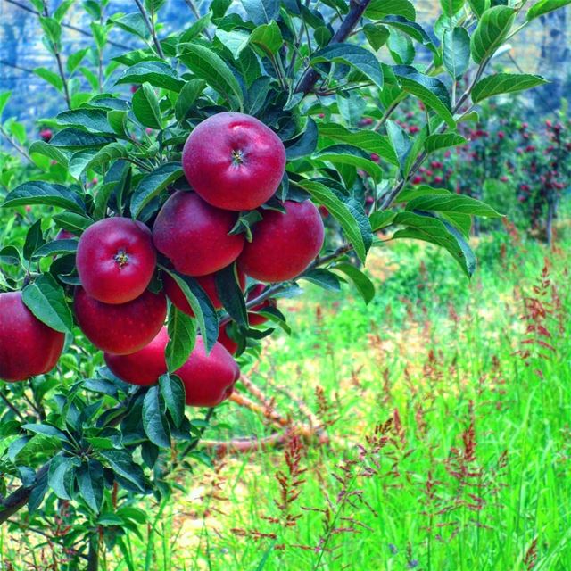 🍎🍎🍎 naturelovers  pictures  photography  foodporn  food  vegetable ... (El Laklouk, Mont-Liban, Lebanon)