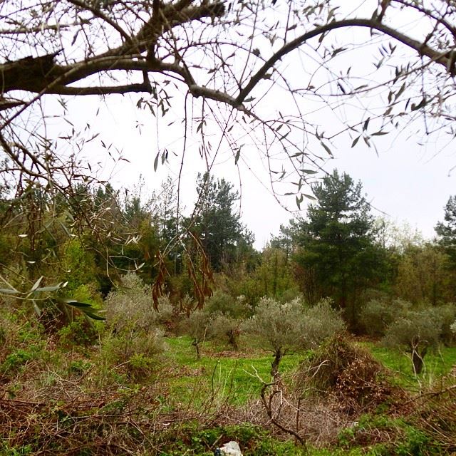 naturelovers trees olivetrees mountain