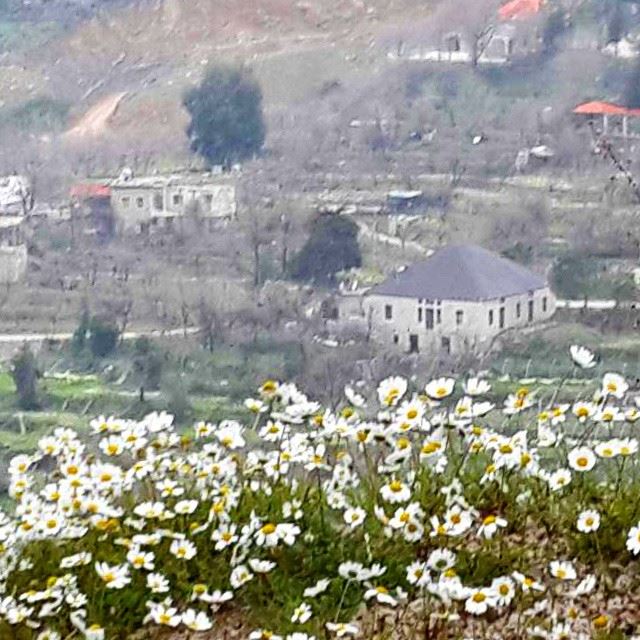 naturenatureoflebanon loves_village loves_flowers flowers