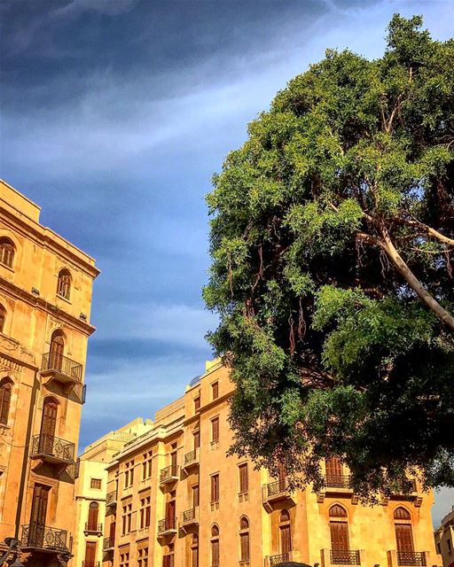 🌳 natureoftheplanet1  lebanoninapicture  yourlifeoutdoors ... (Downtown Beirut)