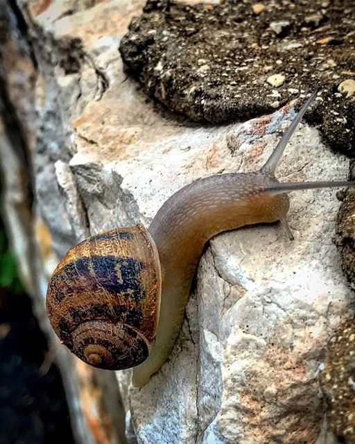 🐌  natureoftheplanet1  lebanoninapicture  yourlifeoutdoors ...