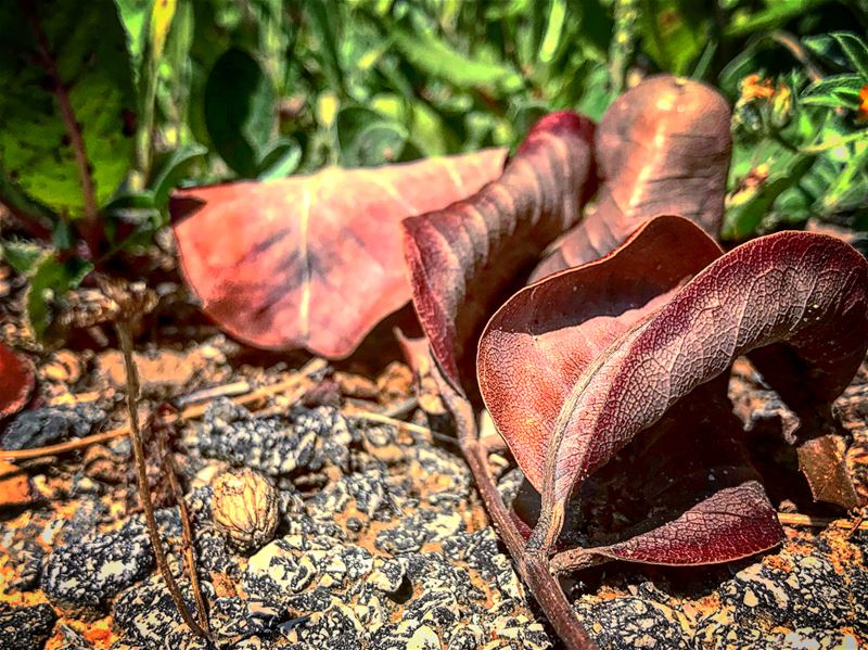 🍂 natureoftheplanet1  proudlylebanese  lebanoninapicture ...