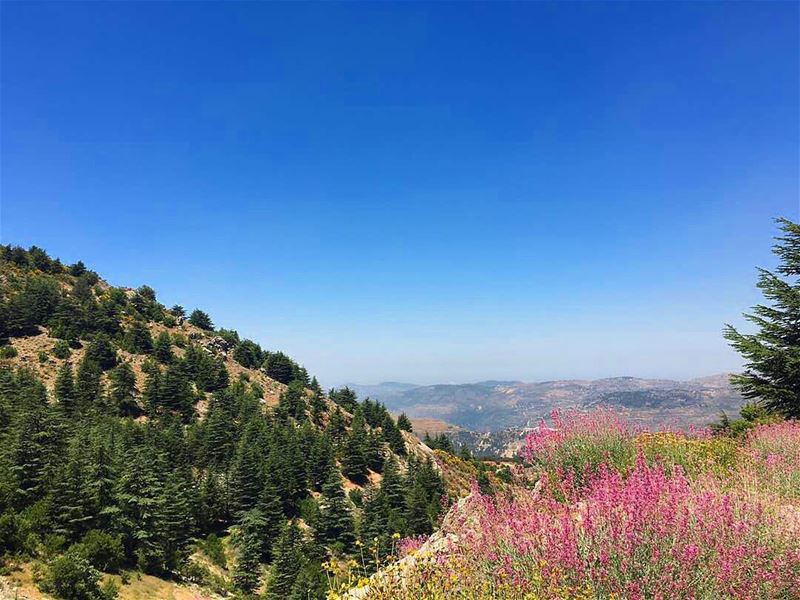  naturephotography nature naturelover colorful colors cedars... (Al Shouf Cedar Nature Reserve)