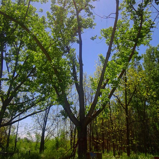natureshots discoverlebanon discoverlebanonsnature reserve garden orchard trees