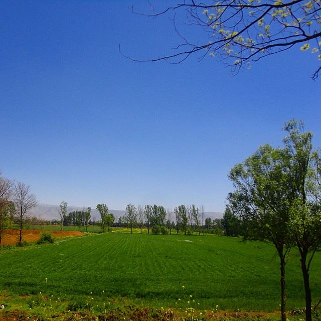 natureshots fields field naturegreen plantsplainetrees