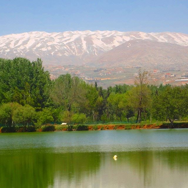 natureshots naturelovers reflection snow mountain treesforestpark parkparclake waterswan treesdiscoverlebanonsnature discoverlebanon whatsuplebanon loves_lebanon springmoments (Taanayel- Bekaa)