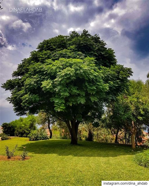 Ne porte pas la hache au pied de l'arbre qui t'a abrité pendant l'orage.... (USJ Campus Liban Nord)