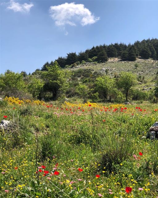 Near the cedar forest.  scenic  cedar  nationalreserve  wildflowers ...