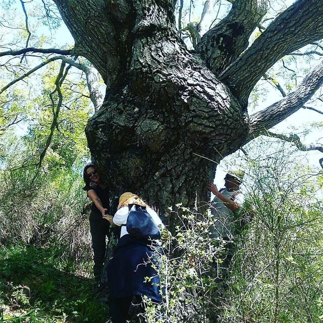 Need healing? Hug a tree. JabalMoussa  unescomab  unesco ...