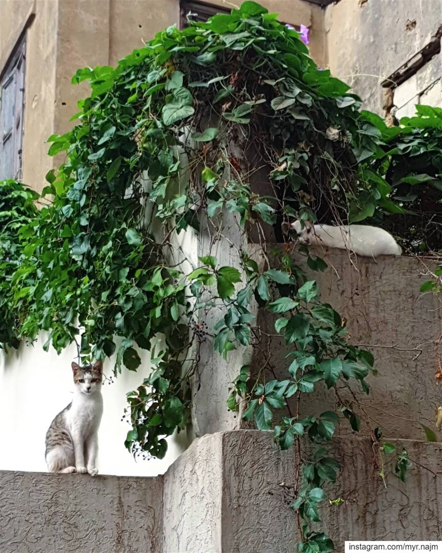 Neighborhood cuties ❤👀 ......... Lebanon  beirut  cats  cat ... (Beirut, Lebanon)