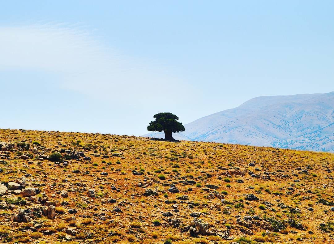 Never be afraid to stand alone💪😀🇱🇧🇱🇧🇱🇧 tree  mountainsoflebanon ... (Bekaa Valley)