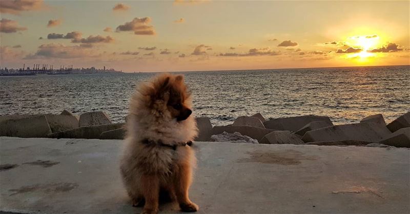 NEVER Watch a Sunset Alone 🦁❤.... pomeranianworld ... (Beirut, Lebanon)