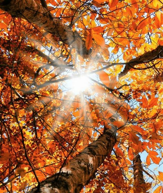 New sunrise New day Happy Friday everyone 🌞🍂.. taanayel  bekaa ... (Taanayel- Bekaa)