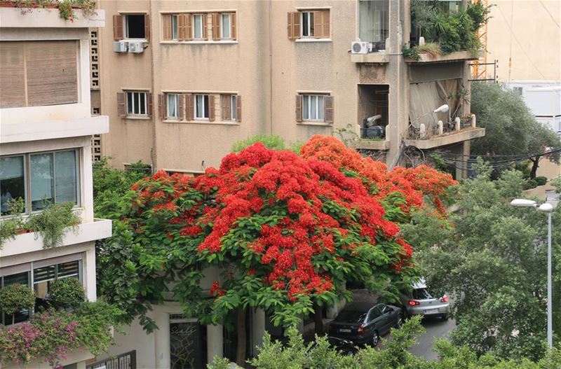 Nice dress! tree  inthecity  red  beautiful  achrafieh2020  achrafieh ...