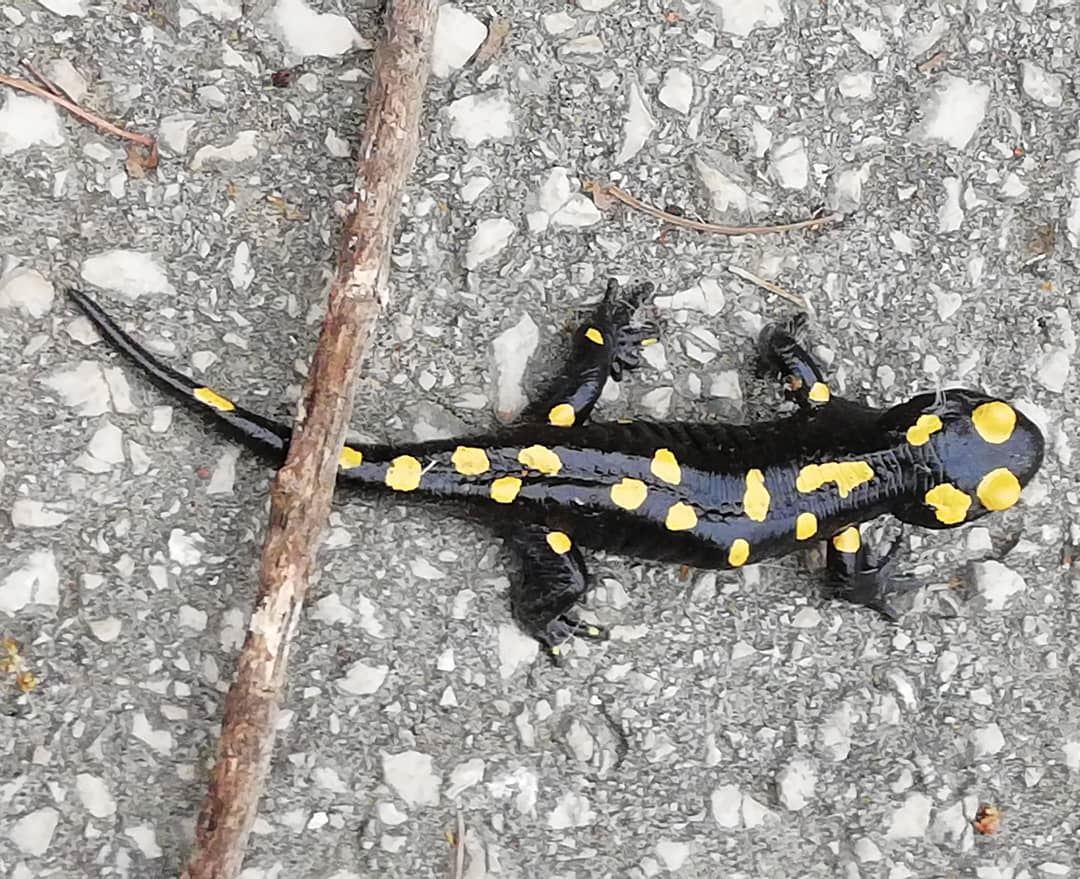 Nice encounter with a yellow spotted salamander... tourleb  tourlebanon ... (Dlebta, Mont-Liban, Lebanon)
