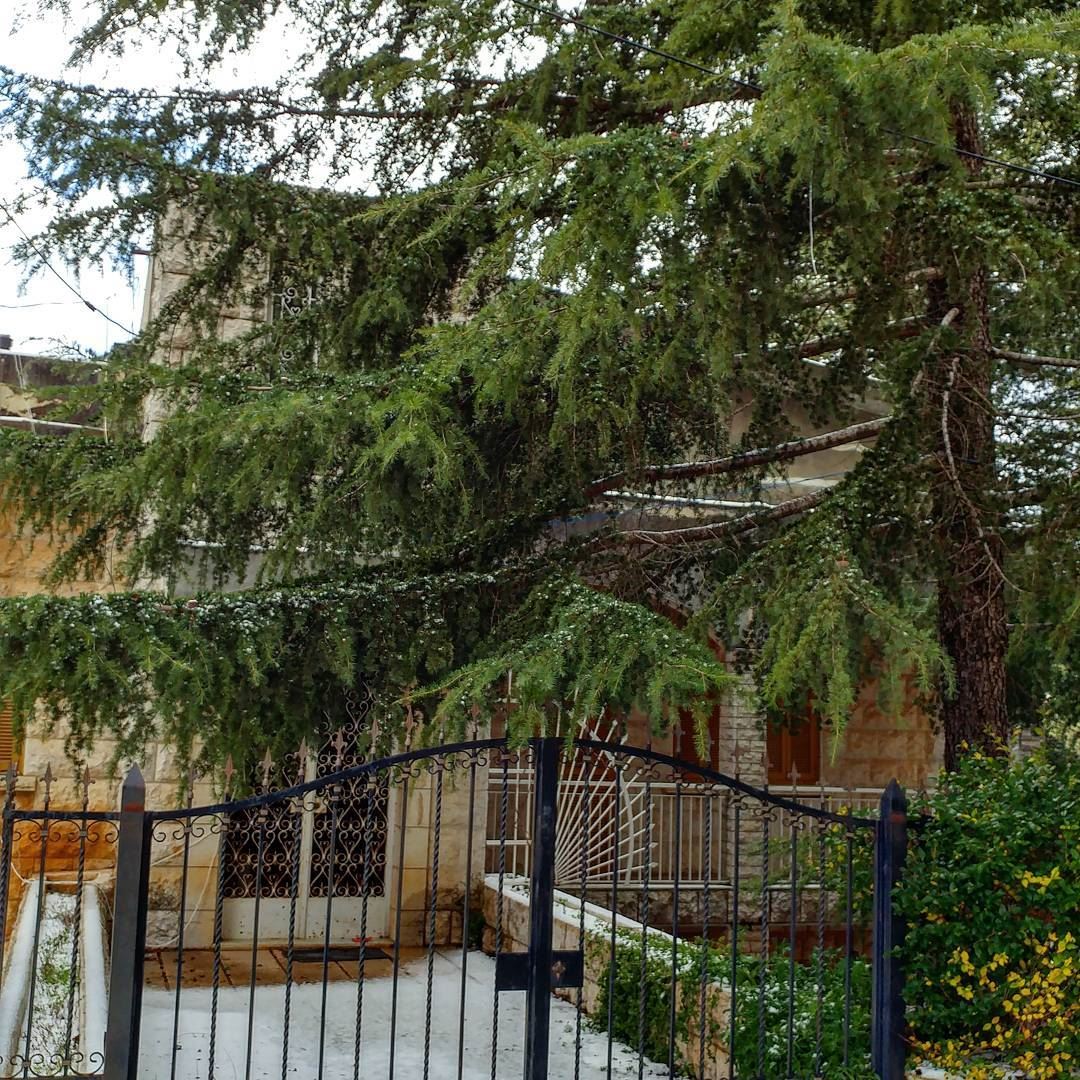 Nice to have a majestic cedar in front of one's residence.  residency ... (Deïr El Qamar, Mont-Liban, Lebanon)