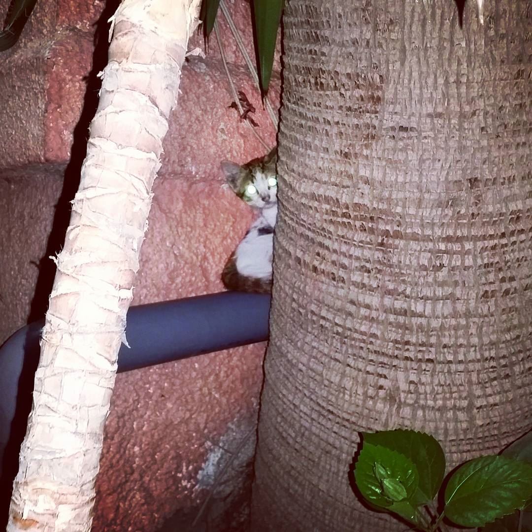 Night encounters.  cat  streetcats  love  streycat  kitten ... (Achrafieh - Beirut)